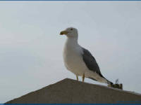 Click for larger image.